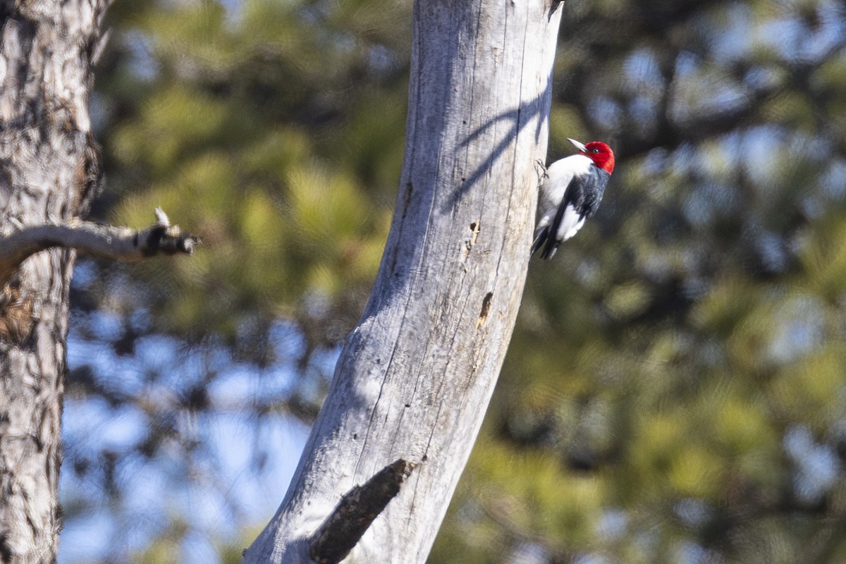 Red-headed Woodpecker - ML616329739