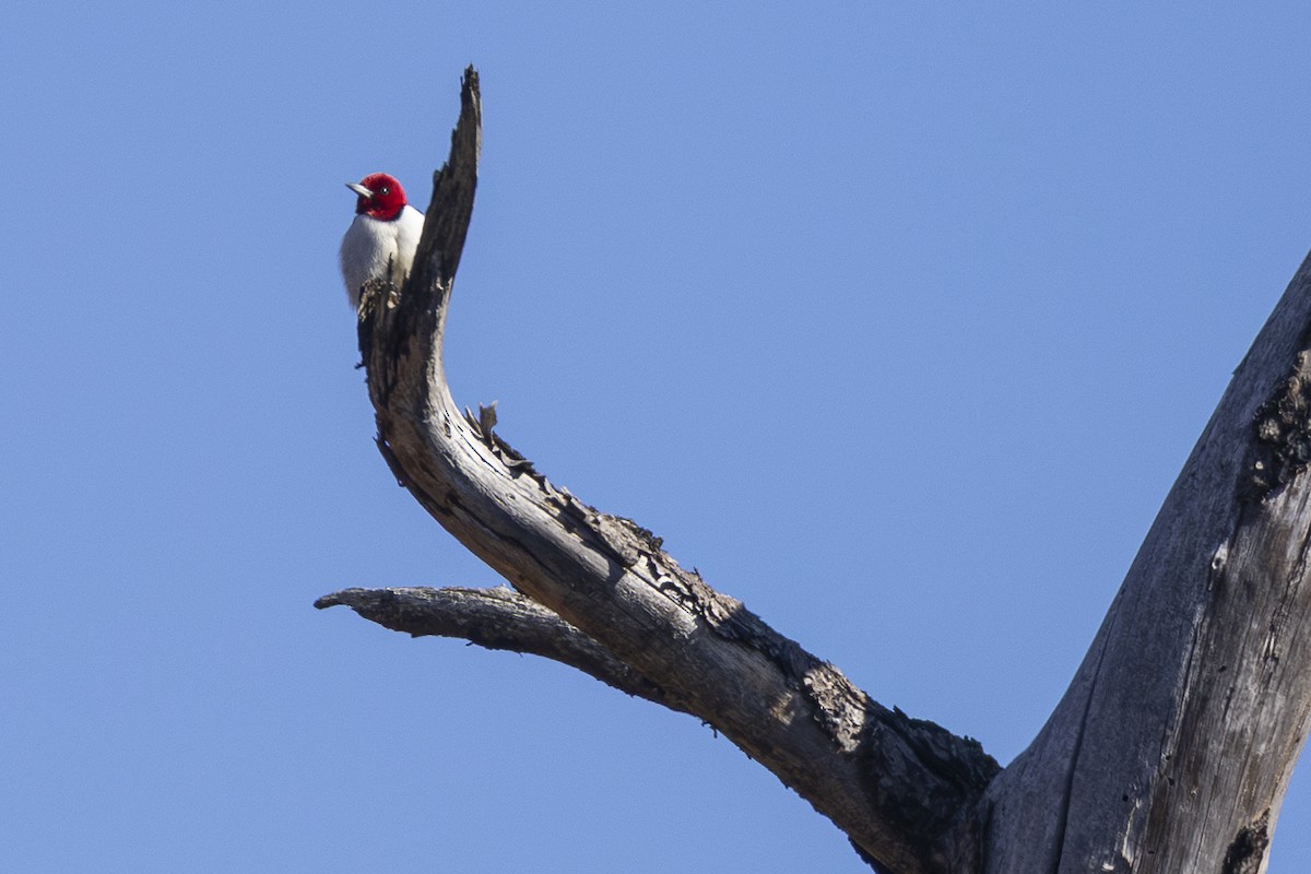 Red-headed Woodpecker - ML616329769