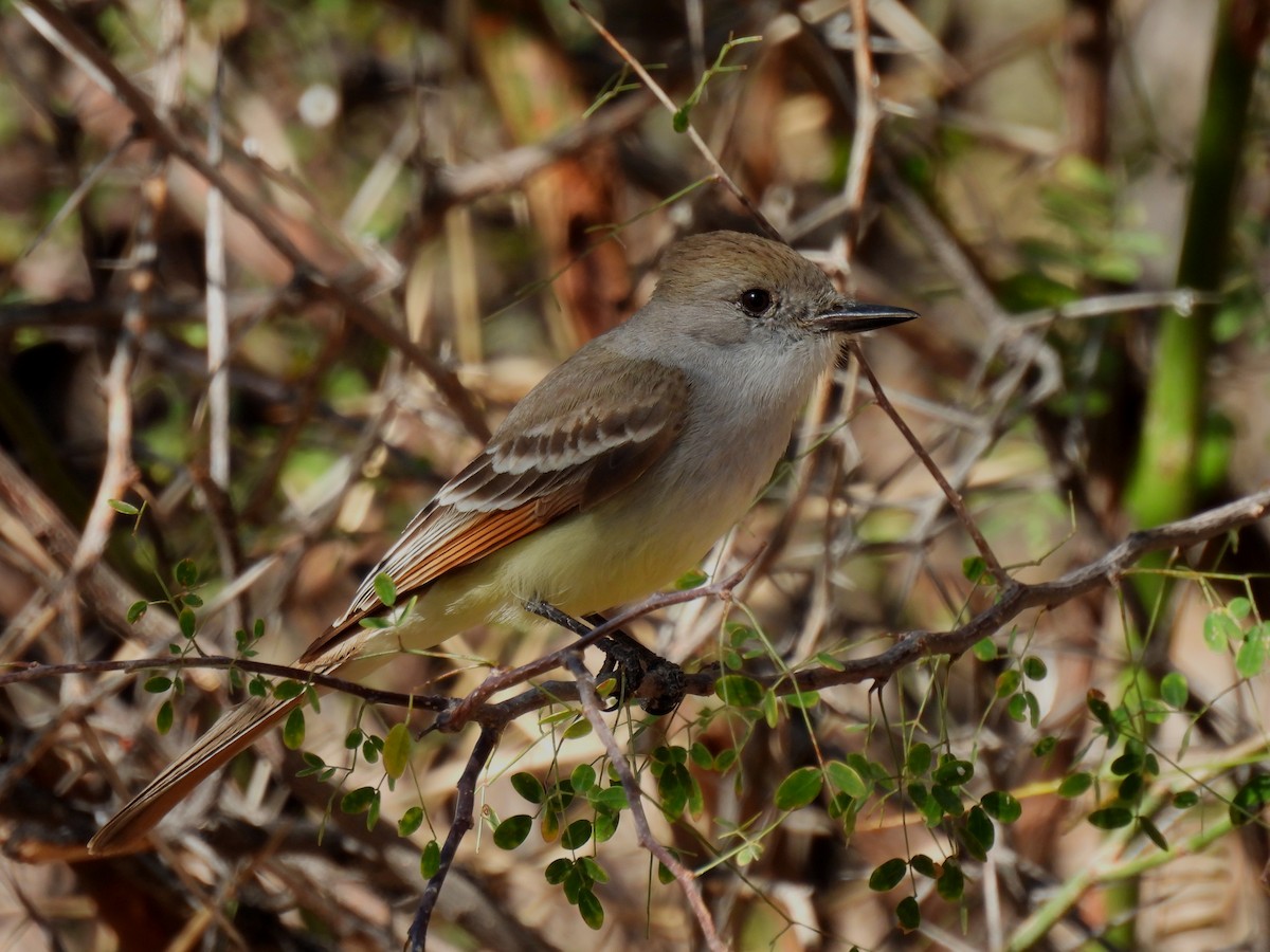 Ash-throated Flycatcher - ML616329772