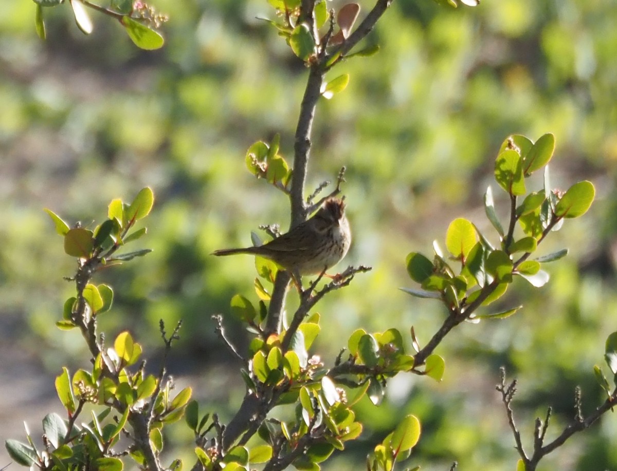 Lincoln's Sparrow - ML616329822