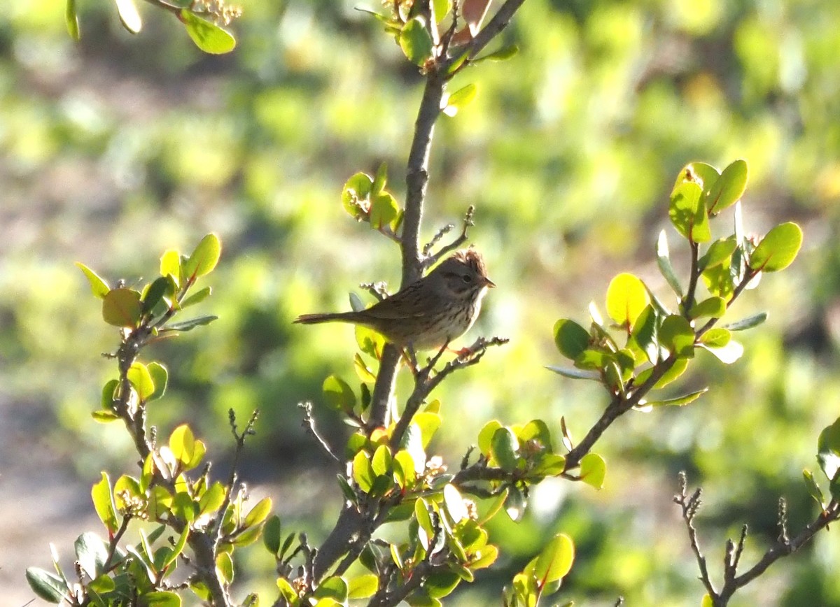 Lincoln's Sparrow - ML616329823