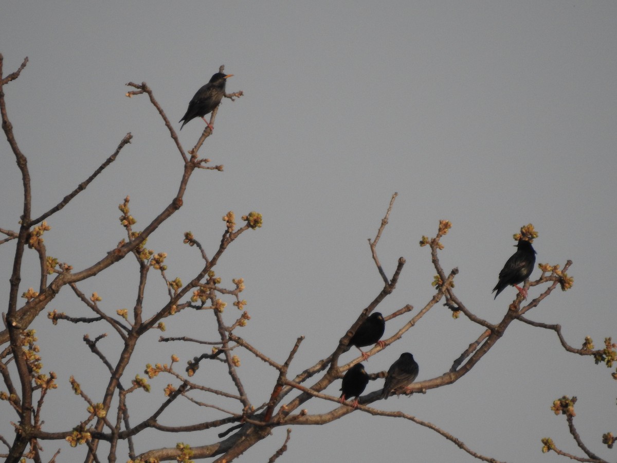 Spotless Starling - ML616329841