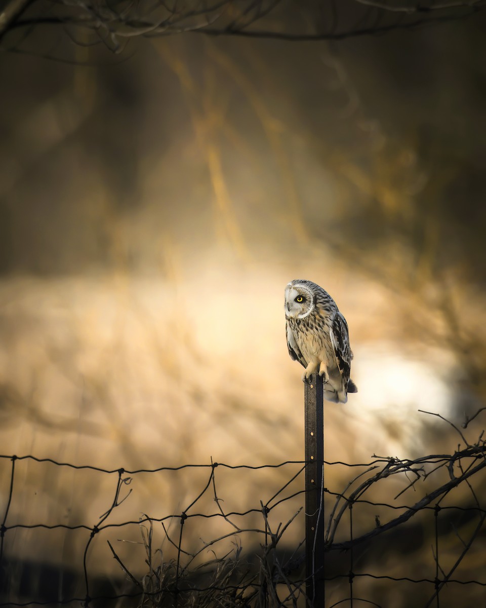 Short-eared Owl - ML616329868