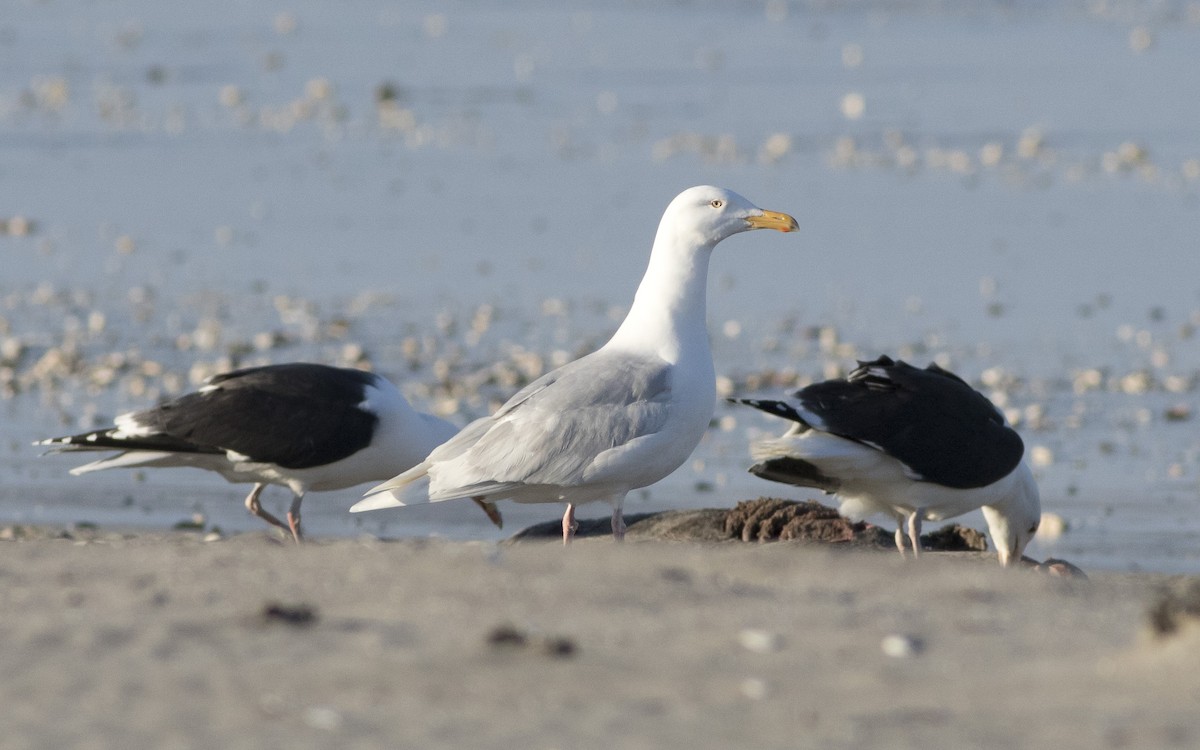 Glaucous Gull - ML616329870