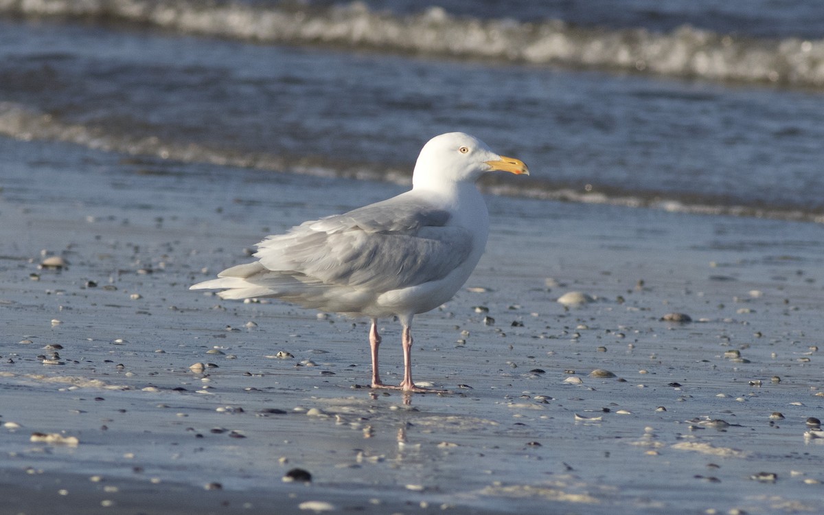 Glaucous Gull - ML616329871