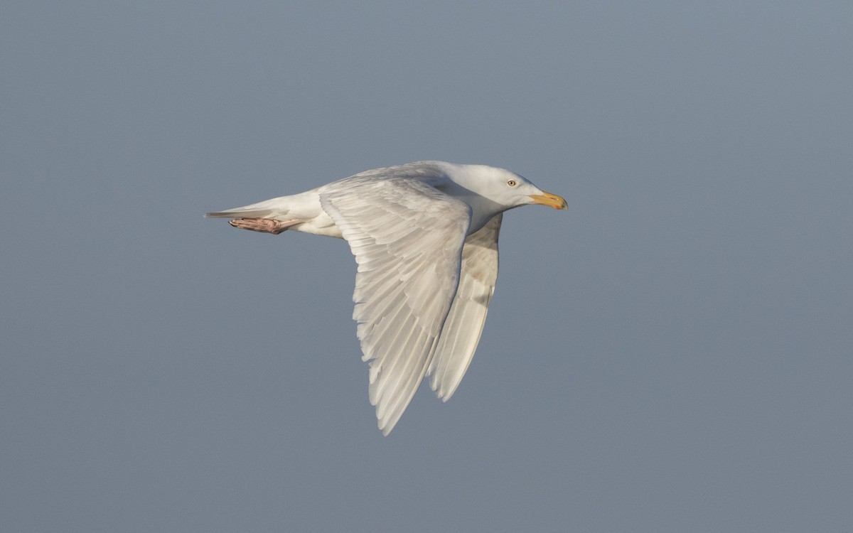 Glaucous Gull - ML616329872