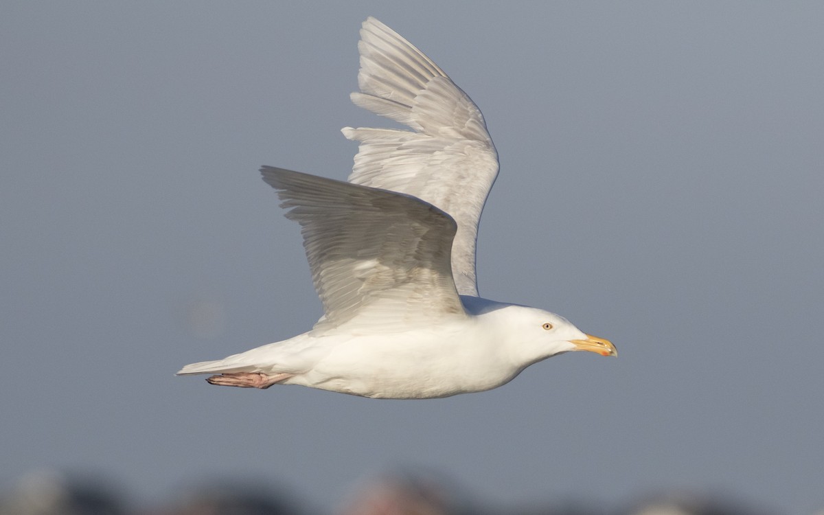 Glaucous Gull - ML616329873