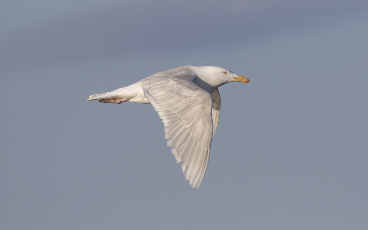 Glaucous Gull - ML616329874
