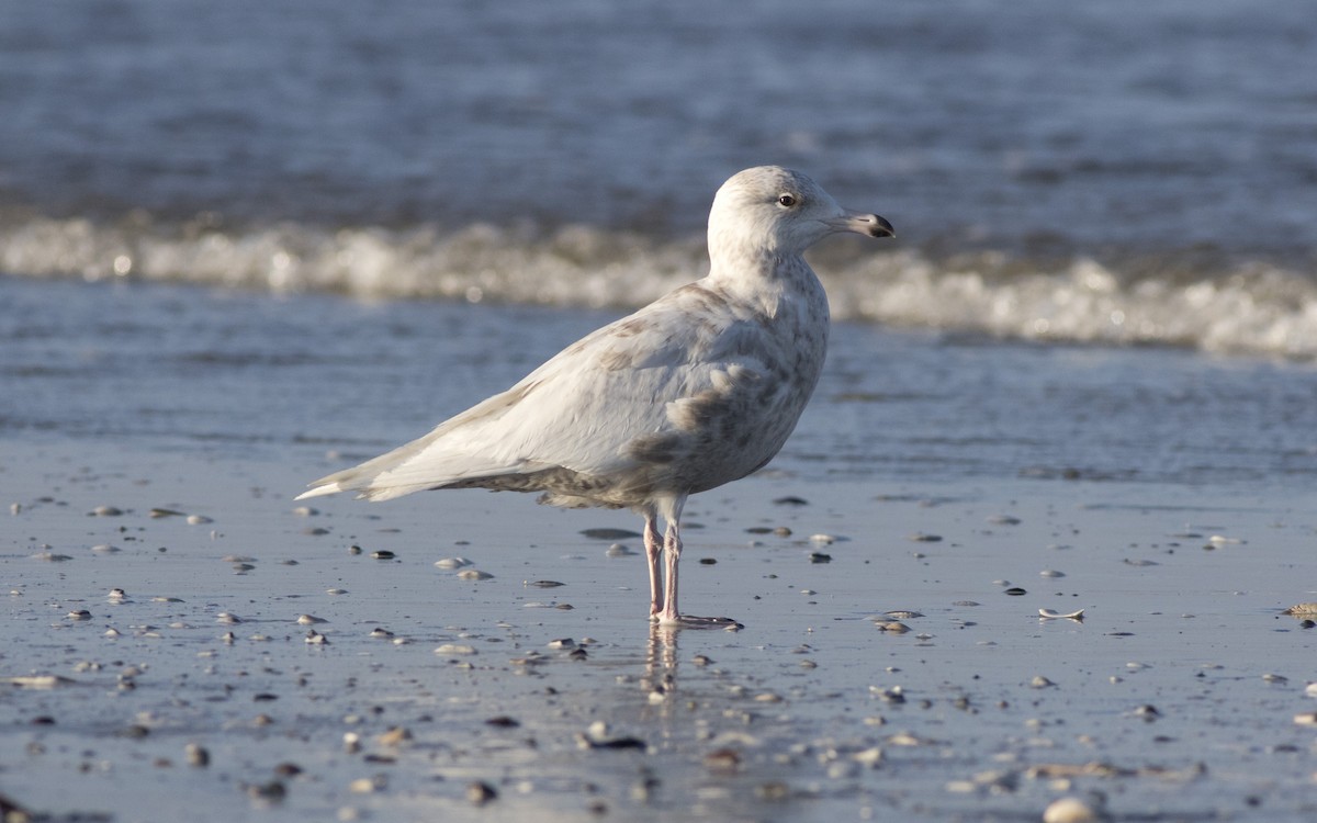 Glaucous Gull - ML616329875