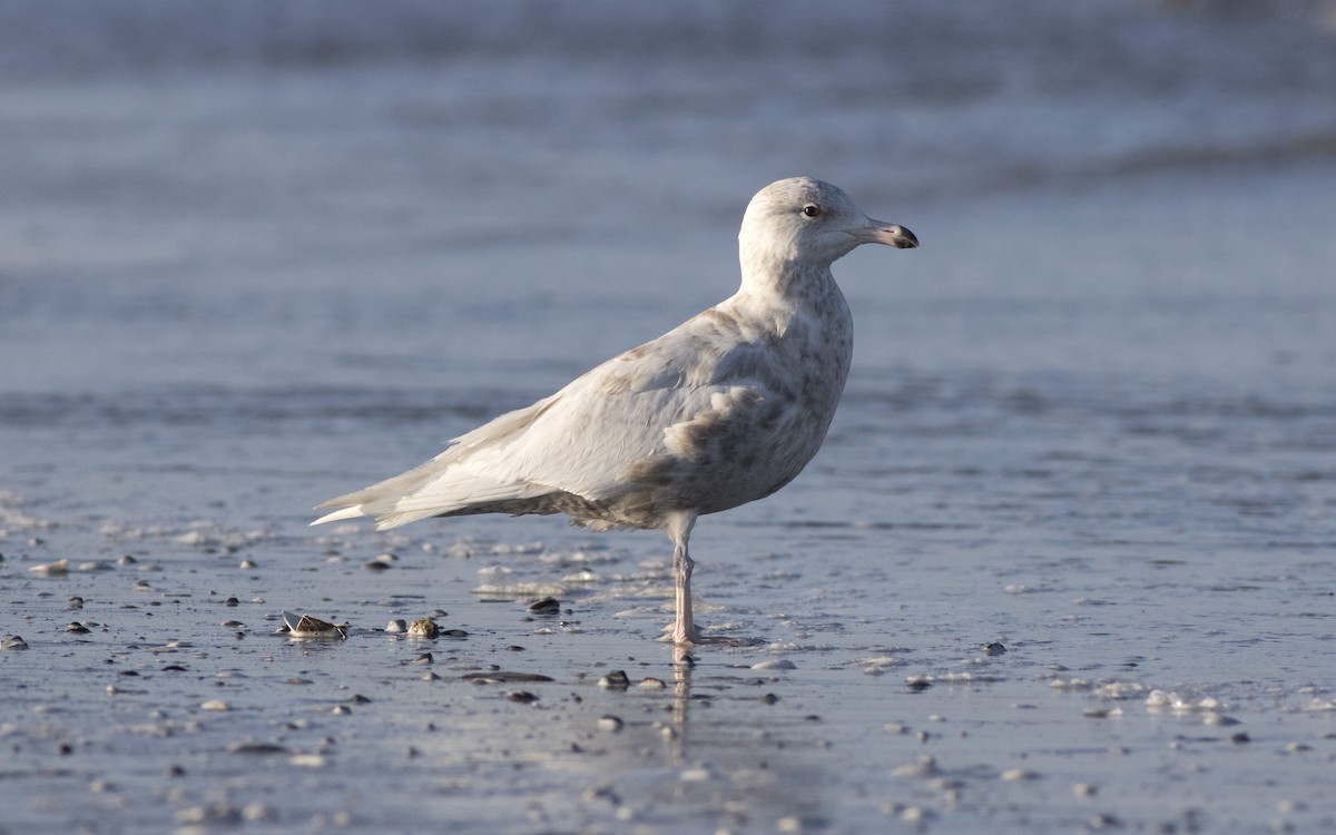 Glaucous Gull - ML616329876