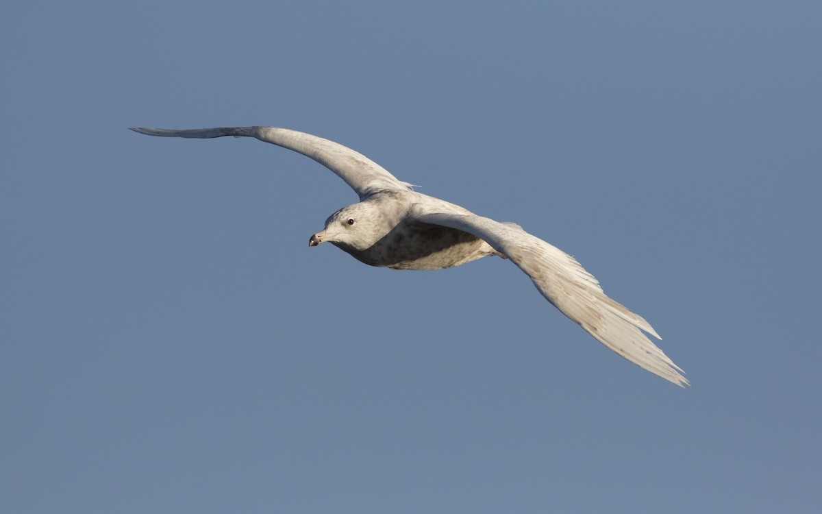 Glaucous Gull - ML616329877