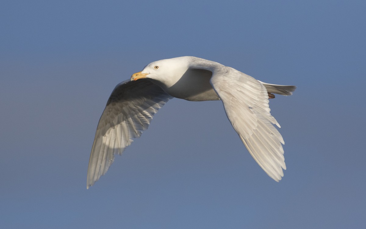 Glaucous Gull - ML616329878