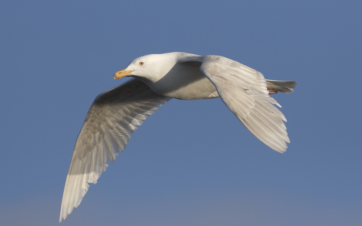 Glaucous Gull - ML616329879