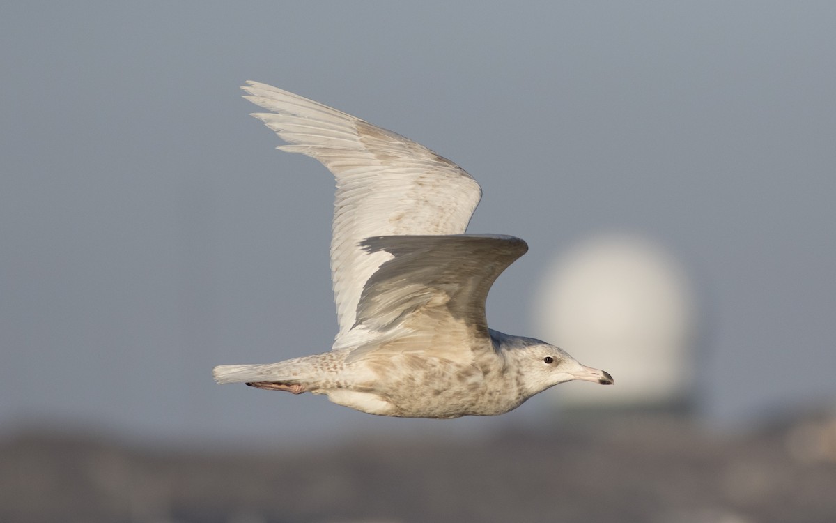 Glaucous Gull - ML616329880