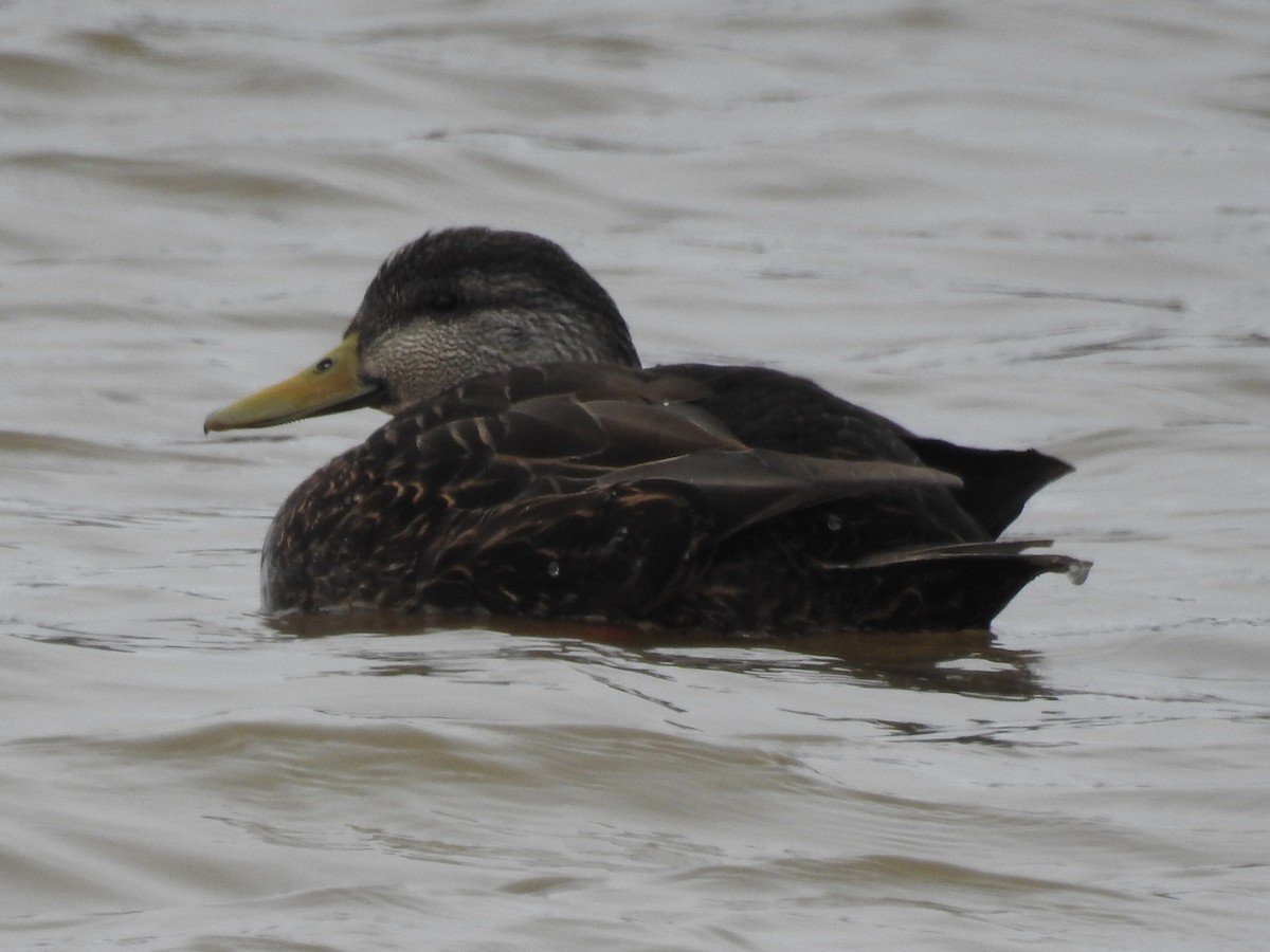 American Black Duck - ML616329883