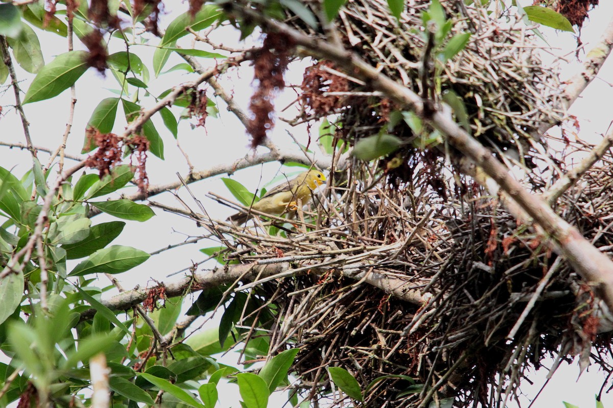 Orange-fronted Plushcrown - ML616329903