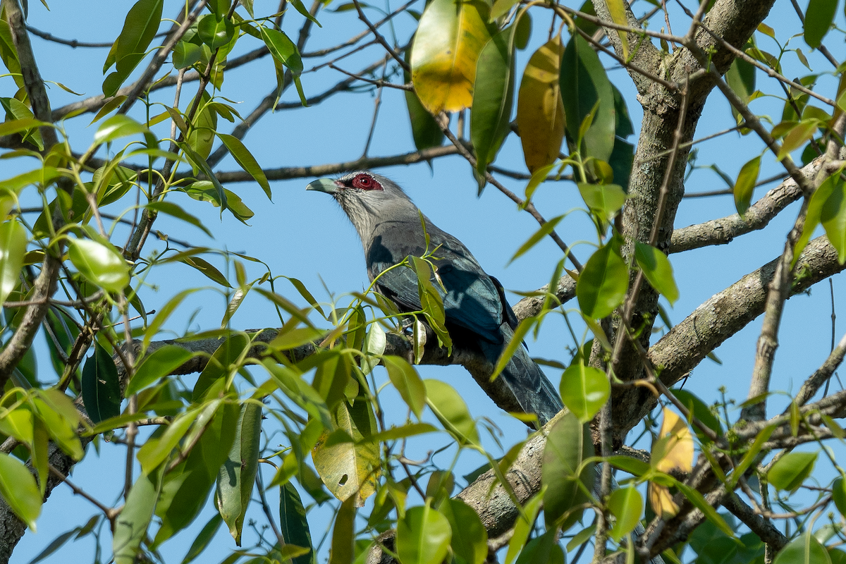 Green-billed Malkoha - ML616329977