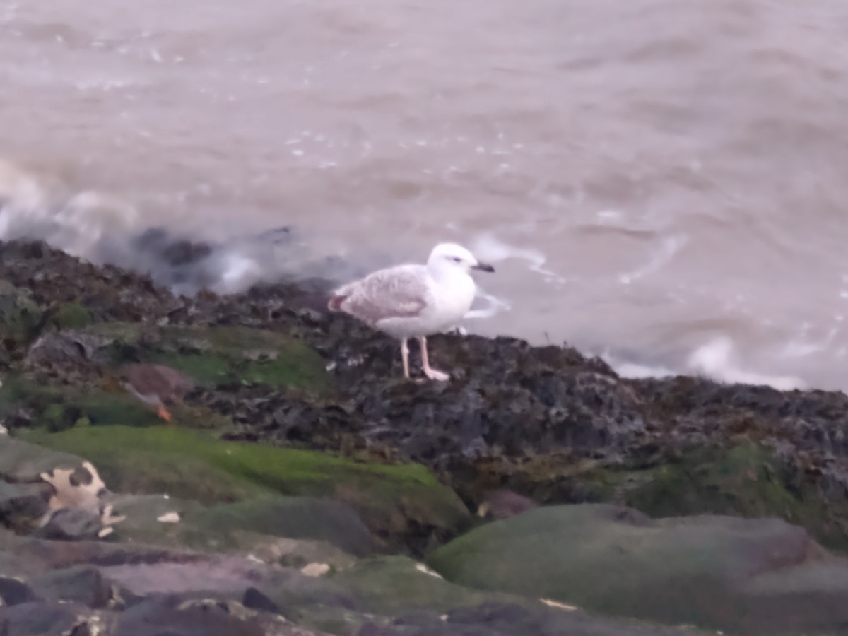 Caspian Gull - ML616329985