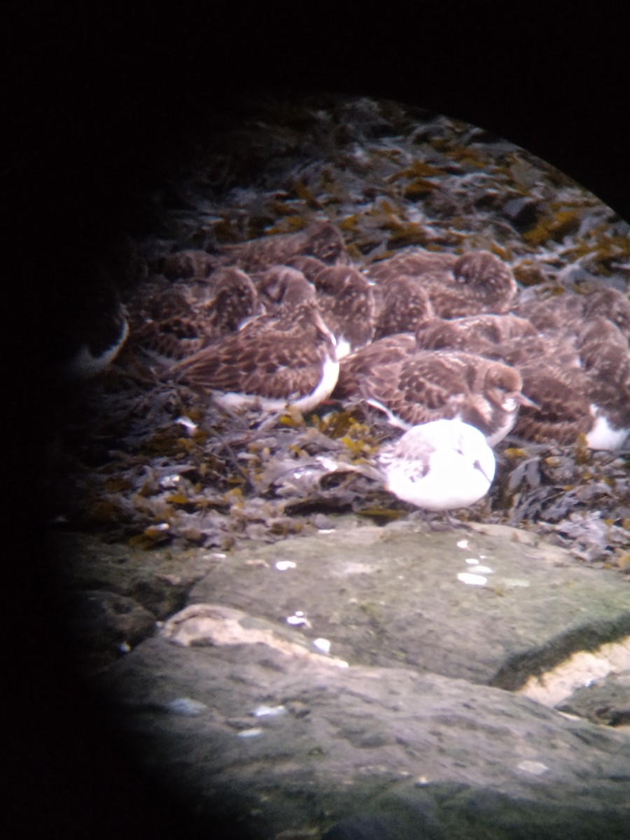 Bécasseau sanderling - ML616329996