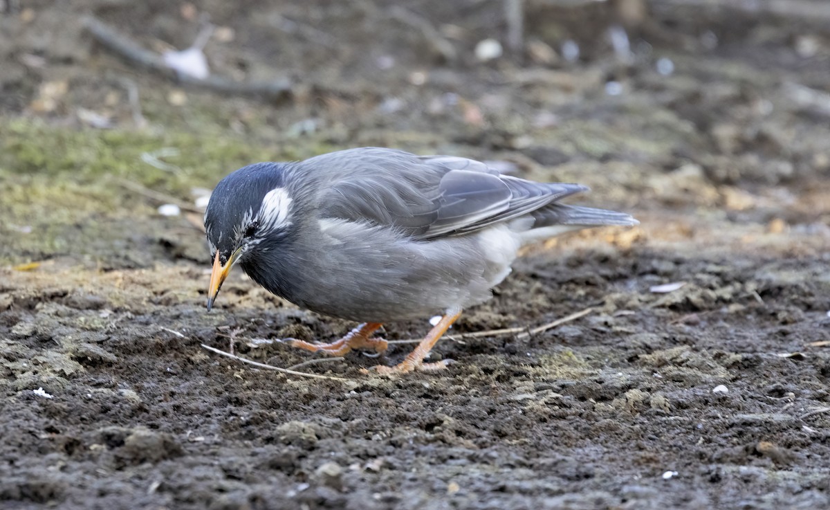 White-cheeked Starling - ML616330003