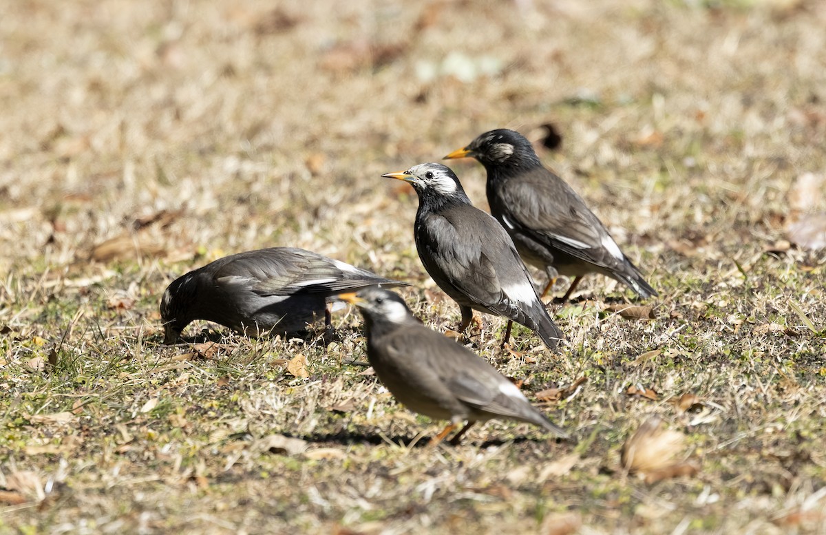 White-cheeked Starling - Peter Candido