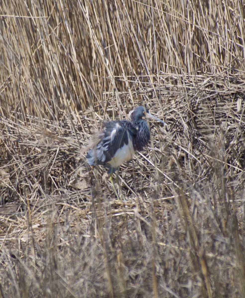 Tricolored Heron - ML616330007