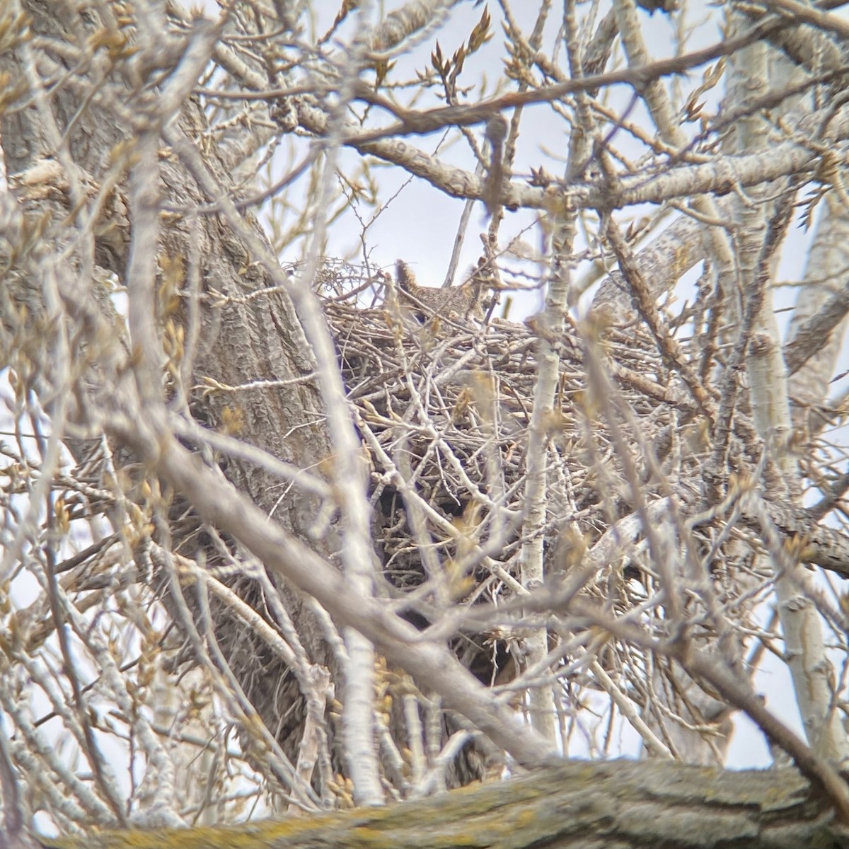 Great Horned Owl - Lena Moser