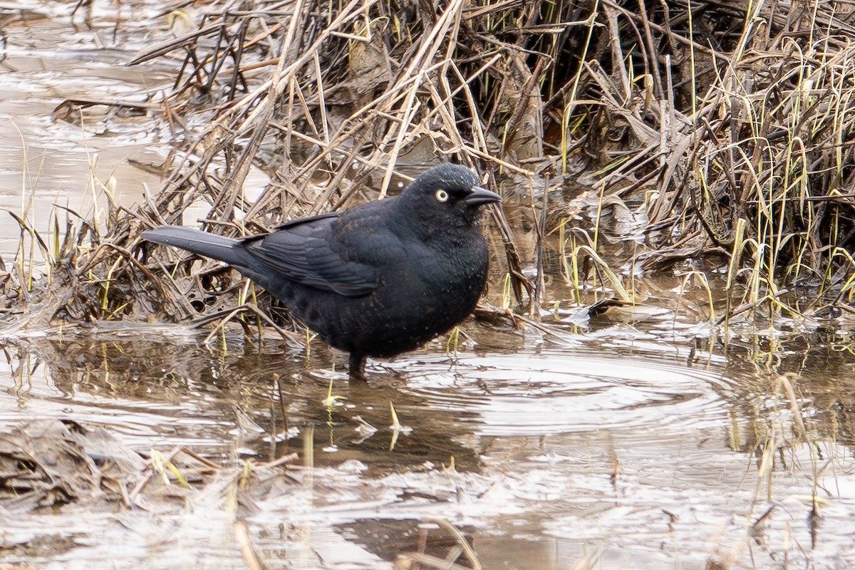 Rusty Blackbird - ML616330027