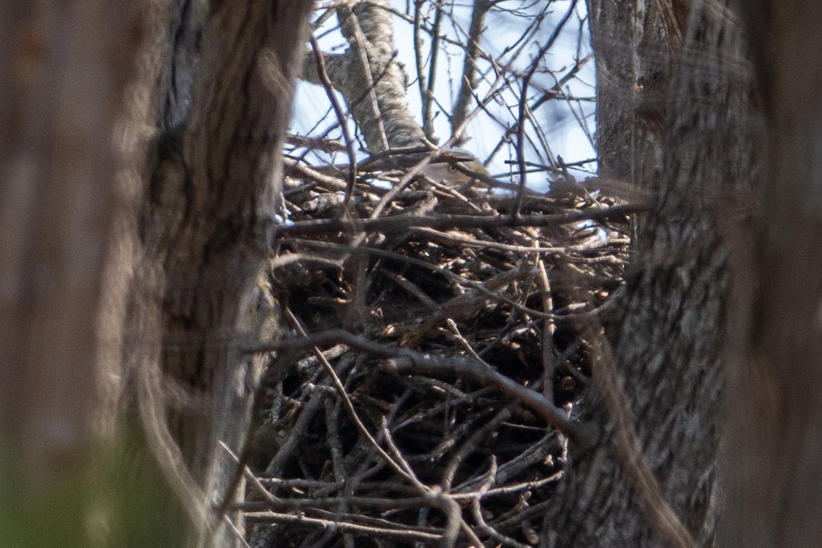 Bald Eagle - ML616330071