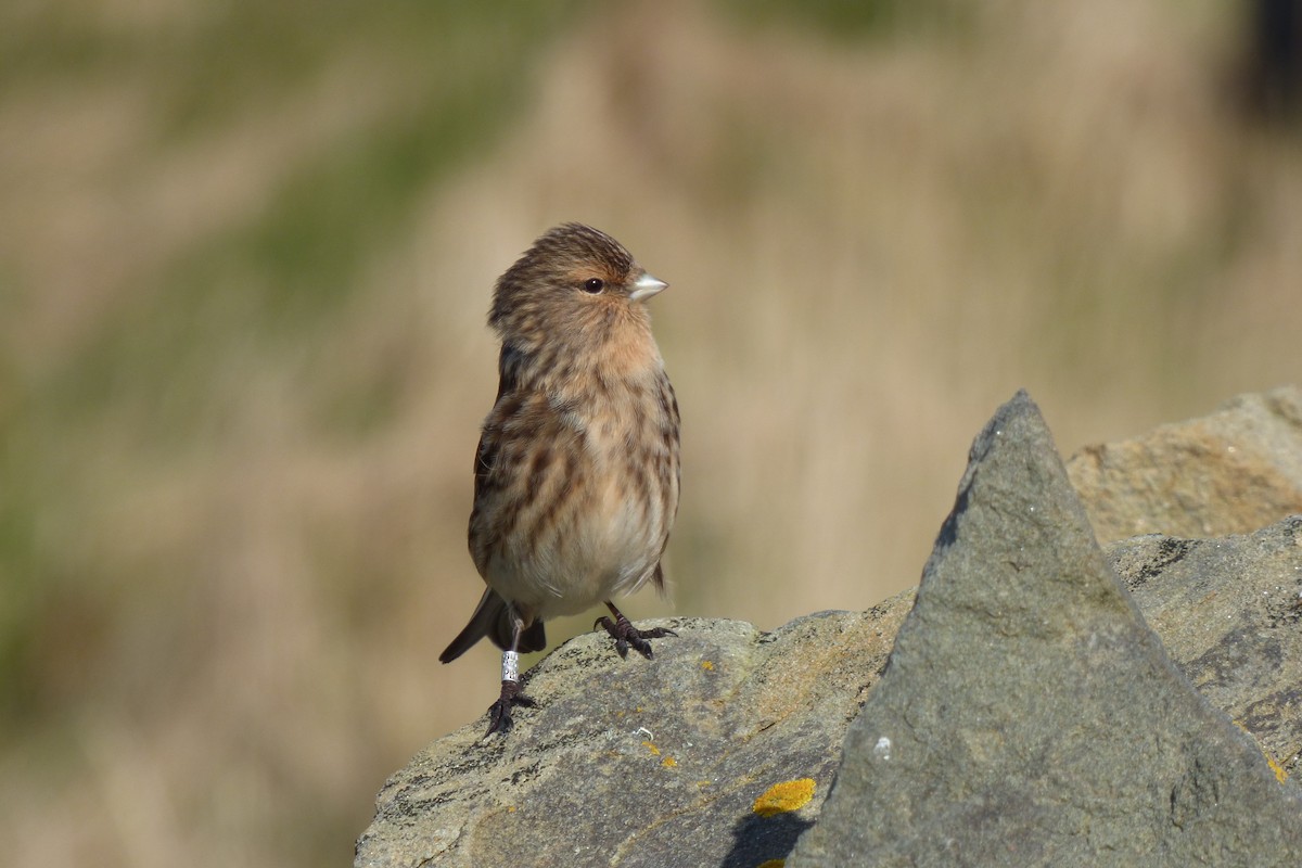 Twite - Rich Bayldon