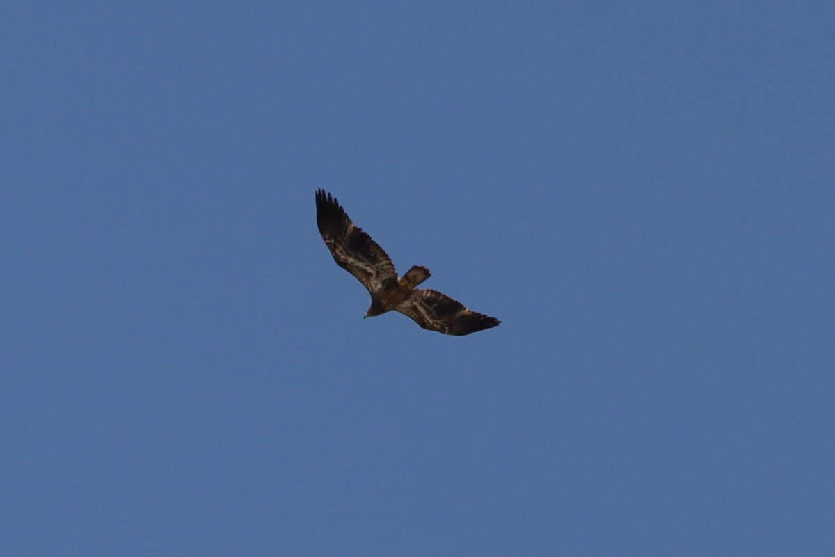 Bald Eagle - ML616330218