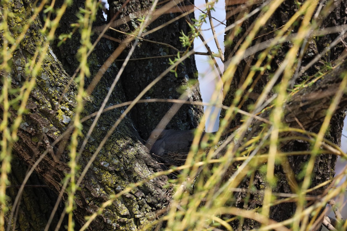 Mourning Dove - Nate L-S