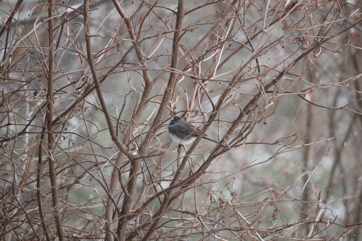 Dark-eyed Junco - ML616330275