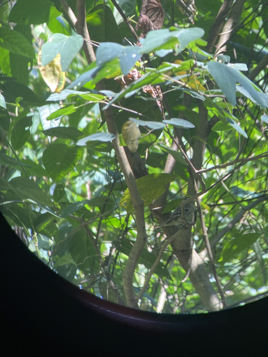 Yellow-bellied Flycatcher - ML616330302