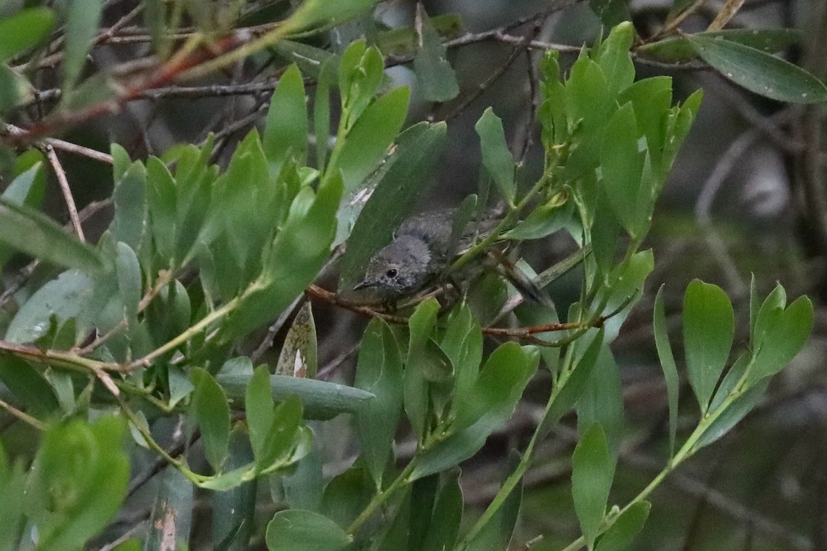 Tasmanian/Brown Thornbill - ML616330317