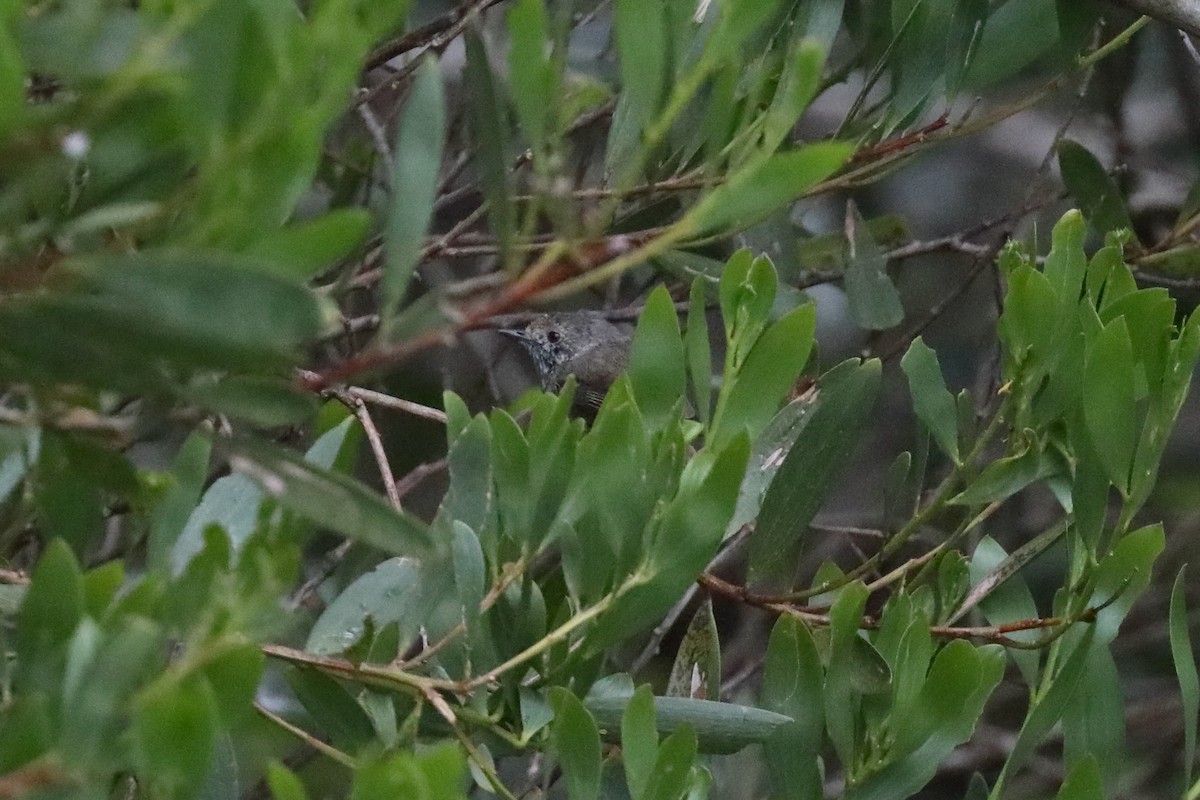 Tasmanian/Brown Thornbill - ML616330318