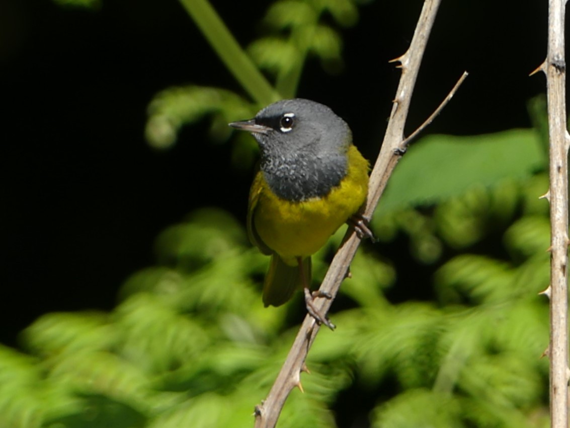 MacGillivray's Warbler - ML616330330