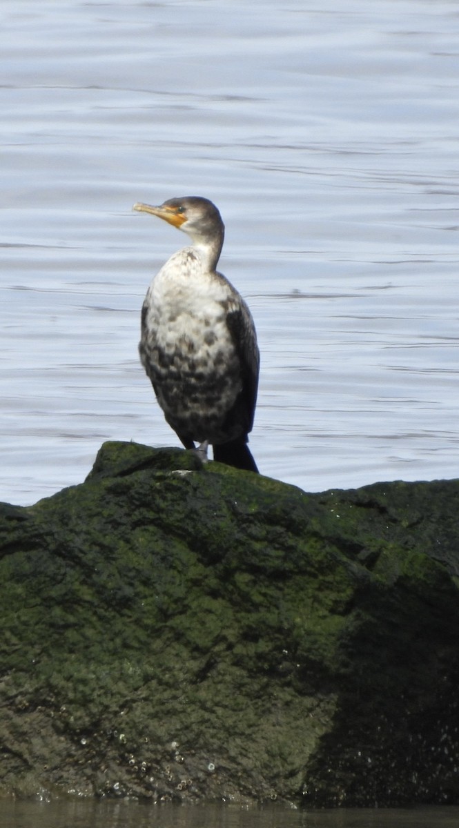 Double-crested Cormorant - ML616330333