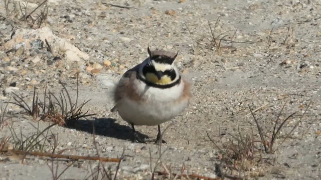 Horned Lark - ML616330351