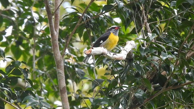 Bananaquit (Puerto Rico) - ML616330434