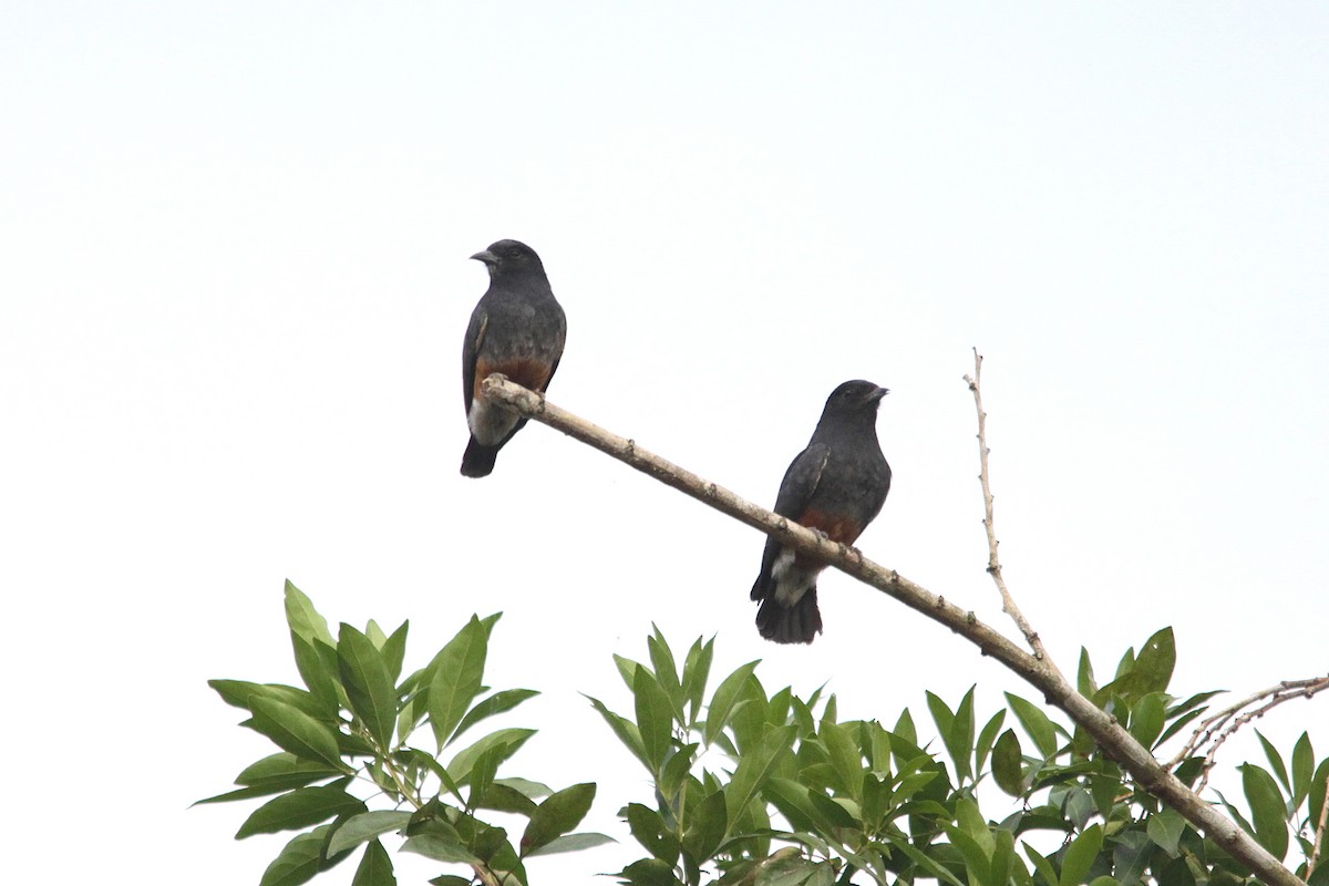 Swallow-winged Puffbird - Neil Osborne