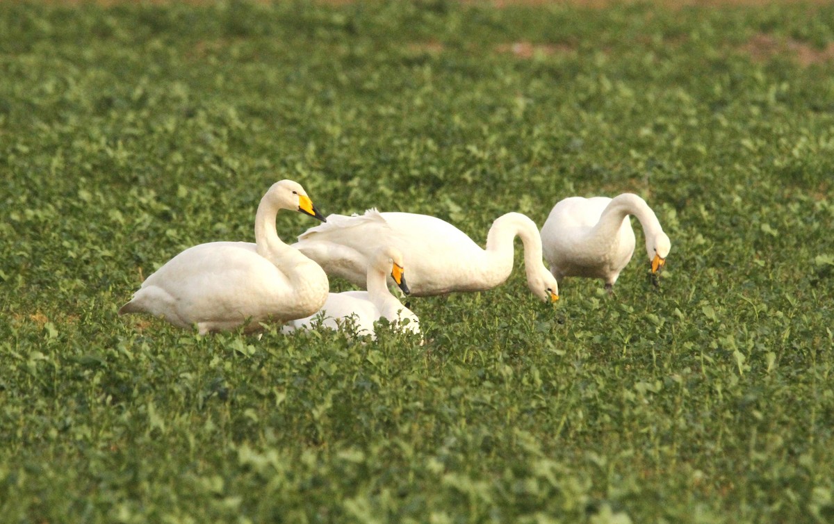 Whooper Swan - ML616330462