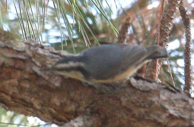 Red-breasted Nuthatch - ML616330493