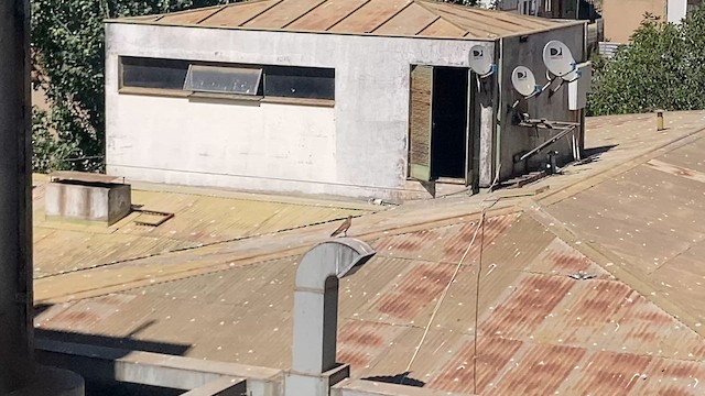 Chimango Caracara - ML616330561