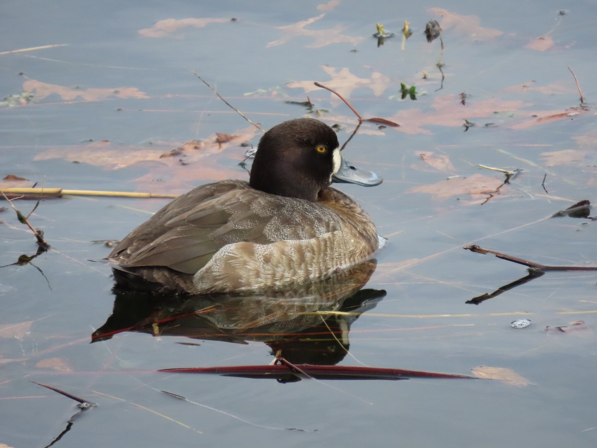 Lesser Scaup - ML616330570