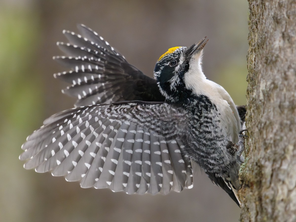 American Three-toed Woodpecker - ML616330573