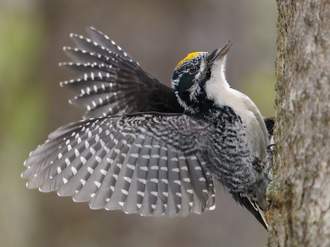 ML616330573 - American Three-toed Woodpecker - Macaulay Library