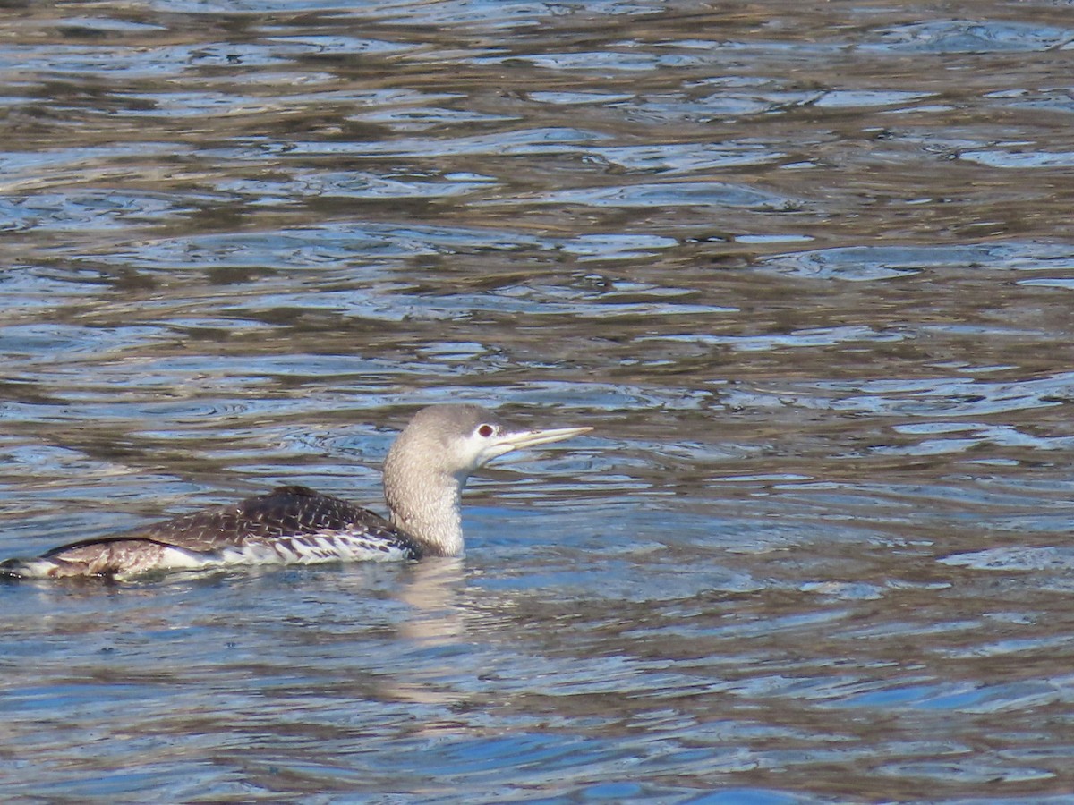 Red-throated Loon - ML616330578