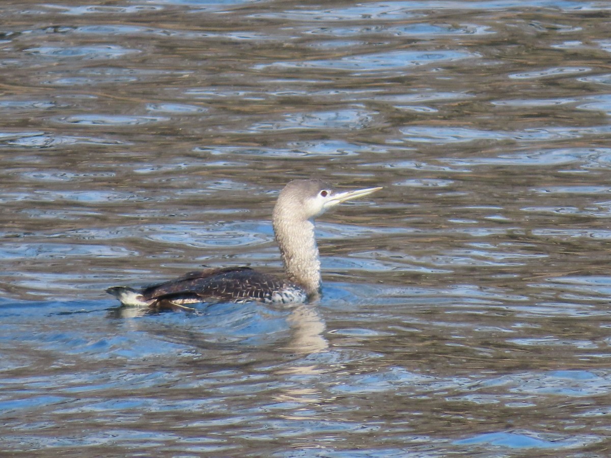 Red-throated Loon - ML616330579