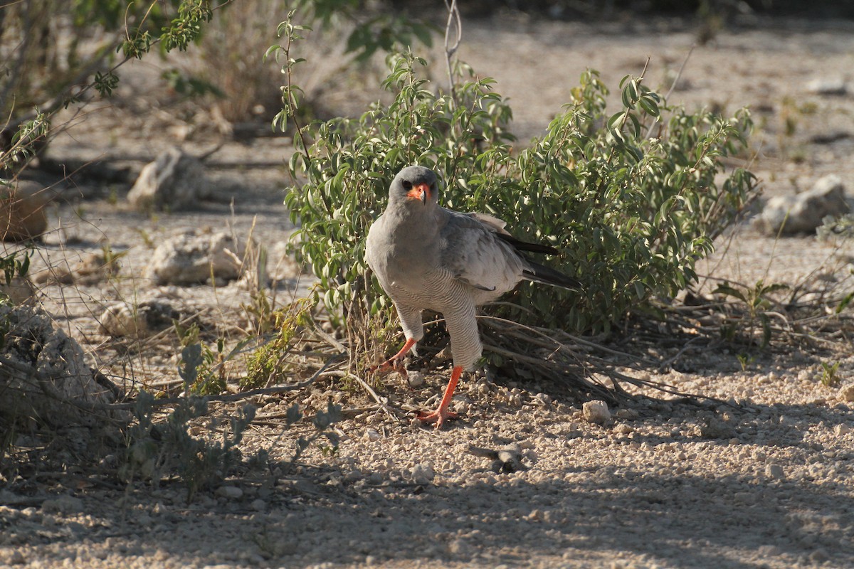 Pale Chanting-Goshawk - ML616330624